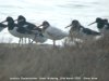 Oystercatcher at Wakering Stairs (Steve Arlow) (45423 bytes)